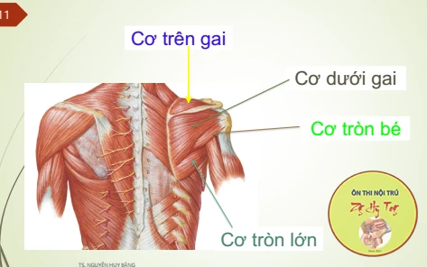 TỐ